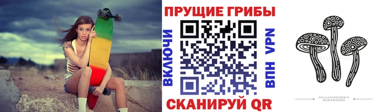 как найти закладки  Шуя  Псилоцибиновые грибы Psilocybe 